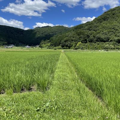 ふるさと納税 丹波篠山市 丹波篠山産特別栽培米コシヒカリ2kg×3 |  | 01