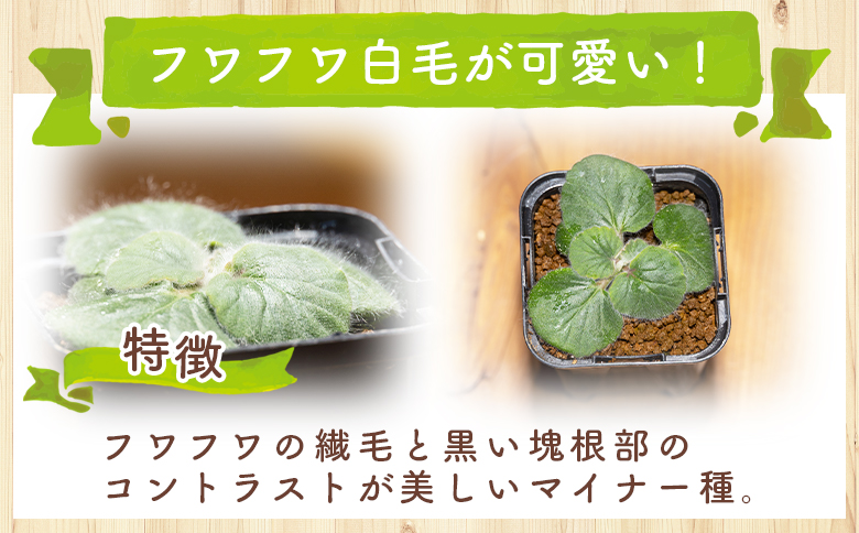 クルビアンドラム ペラルゴニウム - 植物 インテリア ナチュラル 自然 グリーン 観葉植物 おしゃれ 癒し かわいい ふわふわ 多肉植物 塊根植物 サキュレントフィールド Succulent fie