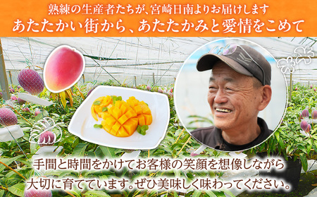 数量限定 日南市産 完熟 マンゴー 2L以上×4玉 フルーツ 果物 人気 国産 完熟マンゴー 食品 デザート 産地直送 送料無料_EA11-23