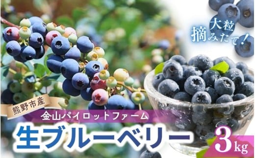 生果ブルーベリー 3㎏ 大粒 フルーツ 果物 くだもの スムージー ジャム 朝食 デザート 特産品 人気 国産 旬 金山パイロットファーム 三重県 熊野市【knpr0008】
