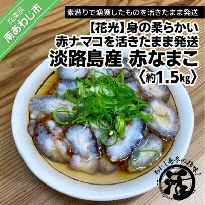 ふるさと納税 南あわじ市 【花光】【あわじ島冬の珍味!身の柔らかい赤ナマコを活きたまま発送】淡路島産 赤なまこ(活)約1.5k