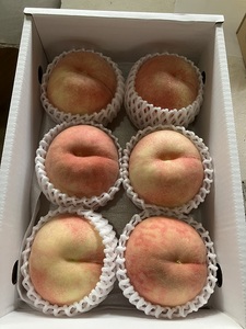 【R8.9月より順次発送】食の都庄内 桃 5～9玉（入金期限：2026.8.20）先行受付 国産 果物 くだもの フルーツ 山形