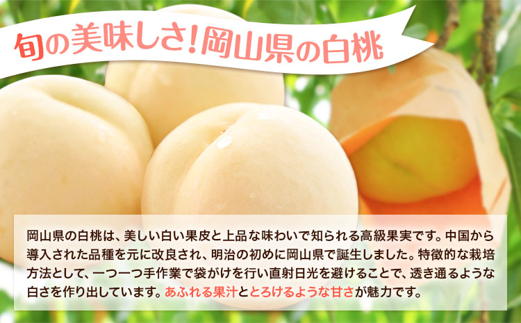 桃 岡山県の旬の白桃 約3.6kg 花田青果株式会社《6月下旬-8月下旬頃出荷予定(土日祝除く)》岡山県 浅口市 白桃 桃 もも 旬 フルーツ 果物【配送不可地域あり】 ---124_c2528_6c