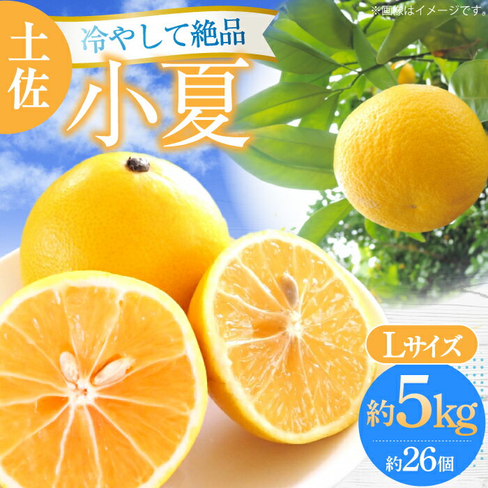 【ふるさと納税】【先行予約】土佐小夏 Lサイズ 約5kg 26個前後〈2026年4月中旬〜2026年7月中旬頃発送〉/ 高知 小夏 コナツ こなつ 果物 柑橘 フルーツ【フルーツショップオザキ】 [ATAH004]