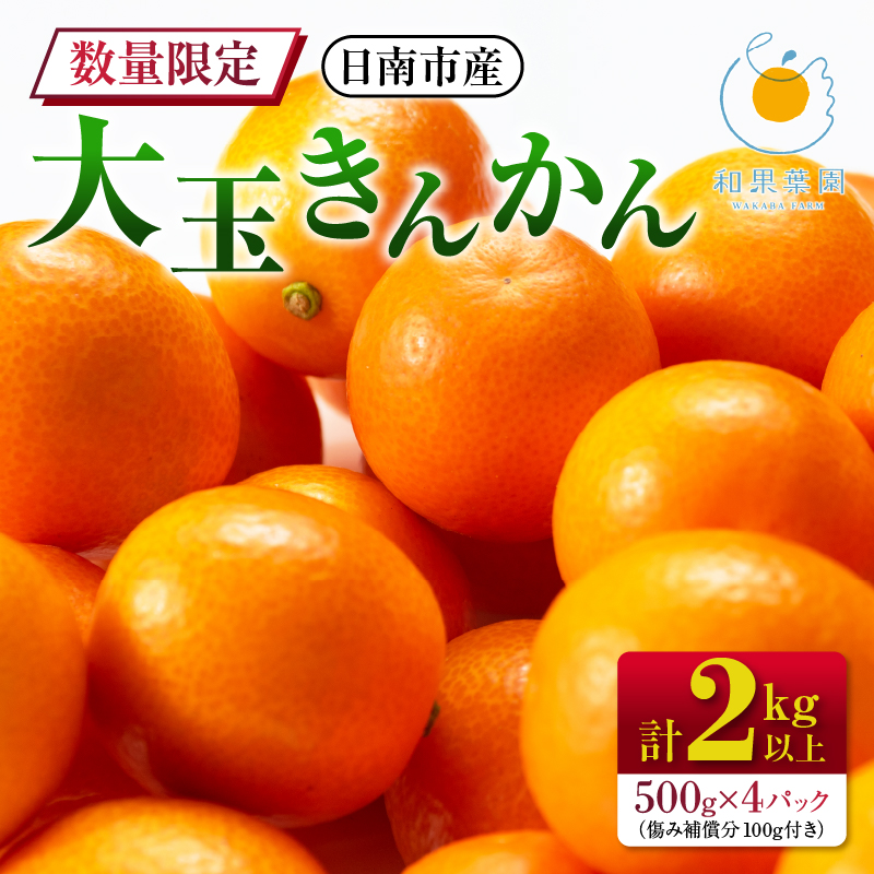 食べ応え抜群 大玉 きんかん 計2kg以上 傷み補償分付き 数量限定 期間限定 フルーツ 果物 くだもの 柑橘 金柑 先行予約 国産 希少 人気 おすすめ ジャム おやつ デザート_BB161-25