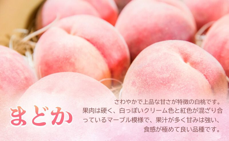 【 2025年産 あふれる果汁 まどか 】家庭用 約 1.5kg 5玉程度 ASIAGAP認証農場 津軽農園 採れたて 農家直送