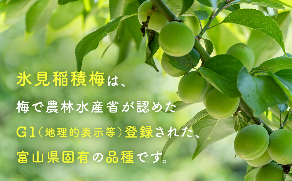 梅肉エキス 氷見稲積梅100% 1個 富山県 氷見市 国産 うめ 青