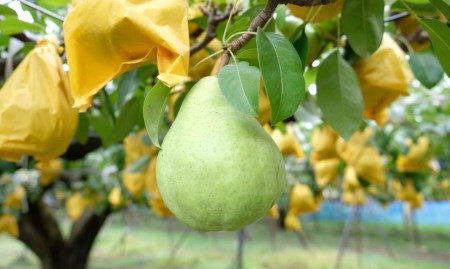 先行予約 ル レクチェ 自家用 2kg（4〜7玉) [11月下旬から発送予定] 西洋梨 ル レクチエ 洋梨 化粧箱 洋ナシ ル・レクチェ [渡辺果樹園] 【010S240】
