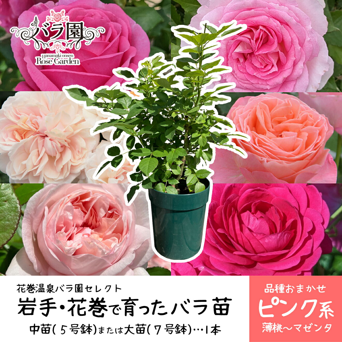 【ふるさと納税】色が選べる♪ 花巻温泉バラ園で育った ≪選べる苗！大苗（7号サイズ）or 中苗（5号サイズ）≫ -ピンク- ＜2026年3月より発送＞ 新着 ふるさと納税 花