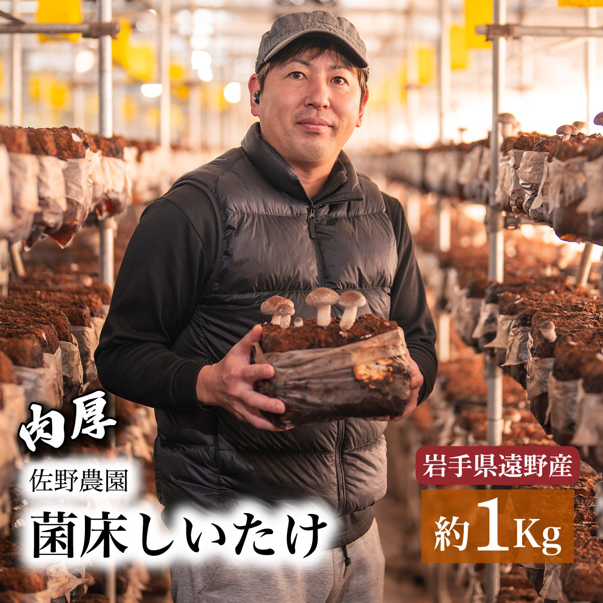 【ふるさと納税】しいたけ 1kg 遠野産 / 菌床 生 椎茸 シイタケ きのこ 菌床 東北 岩手県 遠野市 産 国産 出汁 だし 料理 肉厚 送料無料 産地直送 M サイズ 鍋 網焼き 肉厚 ジューシー 肉詰め BBQ バーベキュー 焼肉 ヘルシー 野菜 たっぷり 産直 バター醤油
