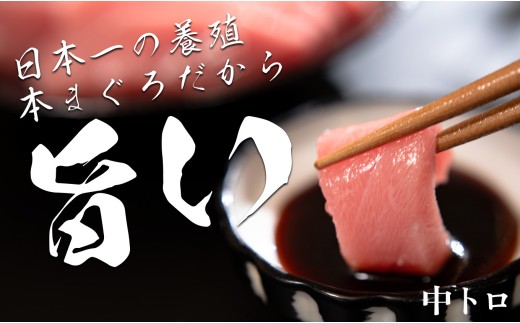 訳あり 不定貫 国産 養殖本マグロ 中トロ 120g 黒潮本まぐろ 全国養殖クロマグロ品評会 最優秀賞受賞 柵 刺身用 本マグロ クロマグロ 本鮪 まぐろ 鮪 お刺身 さしみ トロ 海鮮丼 漬け丼 手