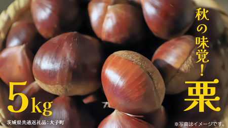 秋の味覚「 栗 」5kg【2026年9月上旬発送開始】(茨城県共通返礼品：大子町)