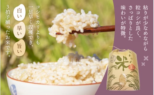 ハナエチゼン 5kg 令和6年 新米 福井県産【玄米】【お米 はなえちぜん 華越前 5キロ】 [e30-a066]