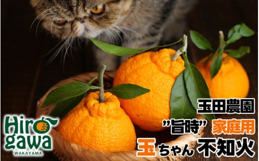 不知火 旨時 体に優しい玉ちゃん しらぬい 約 5kg / デコポン 訳あり 家庭用 高級 甘い 和歌山 有田 柑橘 ※3月上旬～4月に順次発送予定 【tmd010-p-5】