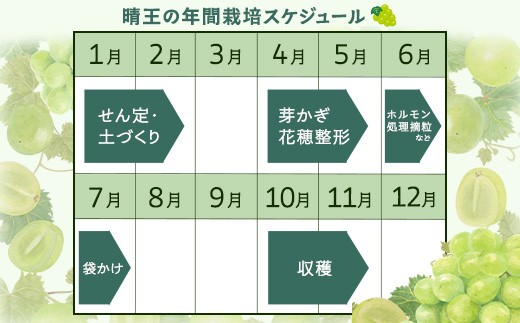 左：「晴王」規格品です。右：規格外品です。