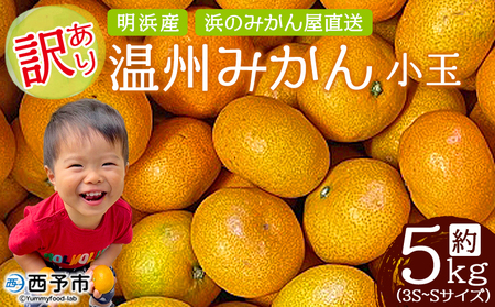 ＜訳あり 温州みかん 約5kg＞ 小玉 中玉 明浜産 果物 フルーツ 蜜柑 うんしゅうみかん ウンシュウミカン 柑橘 家庭用 浜のみかん屋 直送 愛媛県 西予市【常温】『2025年11月上旬～12月中旬迄に順次出荷』AHM0019