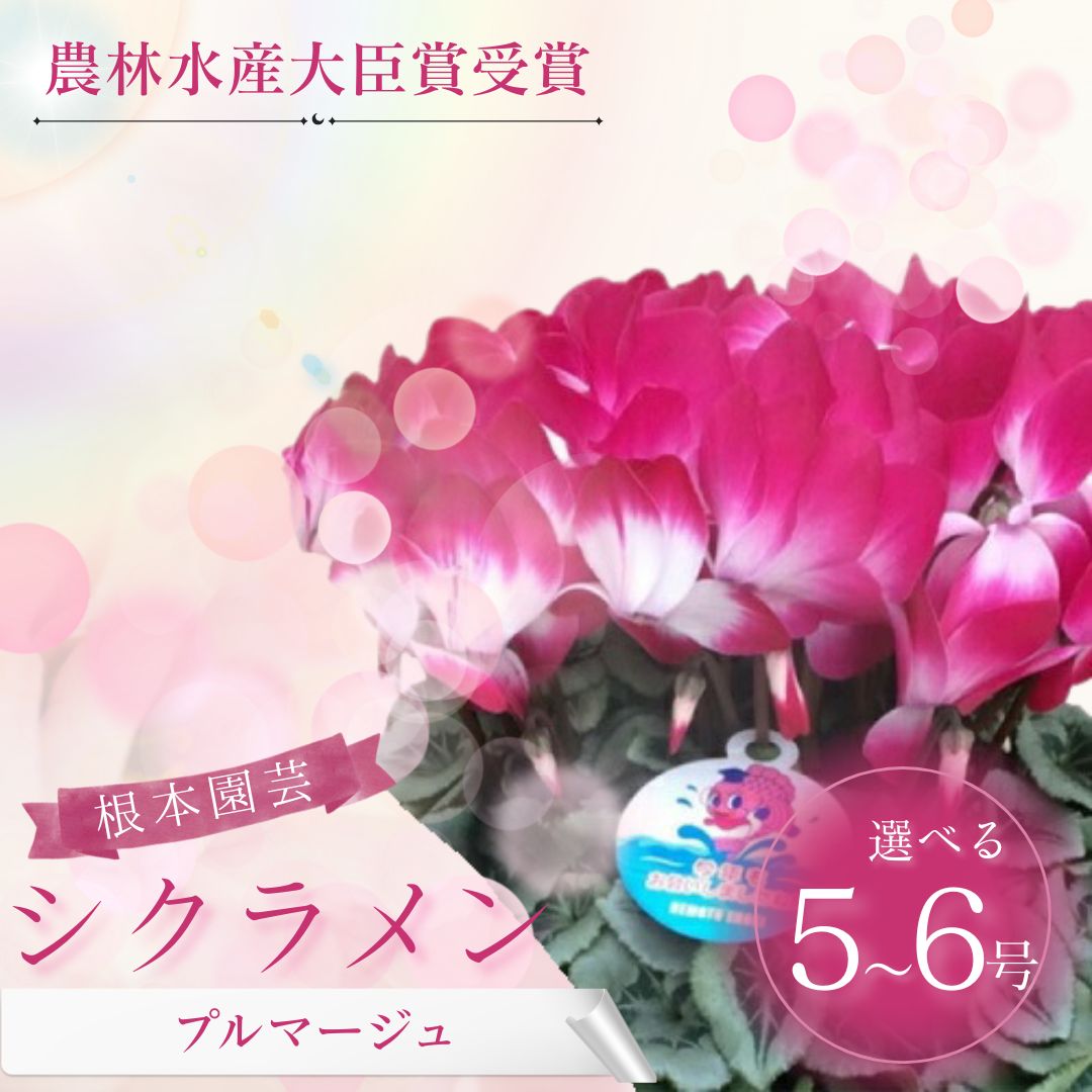 【ふるさと納税】【2026年 先行予約 】 シクラメン プルマージュ 選べる種類 | 花 お花 ガーデンシクラメン 2色 花ギフト フラワーギフト 鉢花 鉢植え ギフト プレゼント 贈答 農林水産大臣賞受賞 根本園芸 aj006