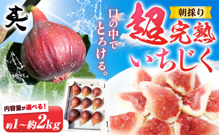 
            いちじく【2025年先行予約】朝採り 超完熟いちじく 選べる内容量 約1kg または 約2kg 古大農園《2025年8月中旬-11月上旬に出荷予定(土日祝除く)》大阪府 羽曳野市 いちじく イチジク 無花果 フルーツ 果物 完熟 超完熟 産地直送 送料無料
          