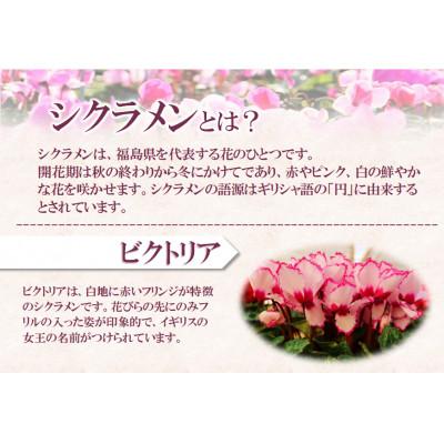 ふるさと納税 中島村 【先行予約】シクラメン6号鉢(ビクトリア)　水野谷園芸 |  | 01