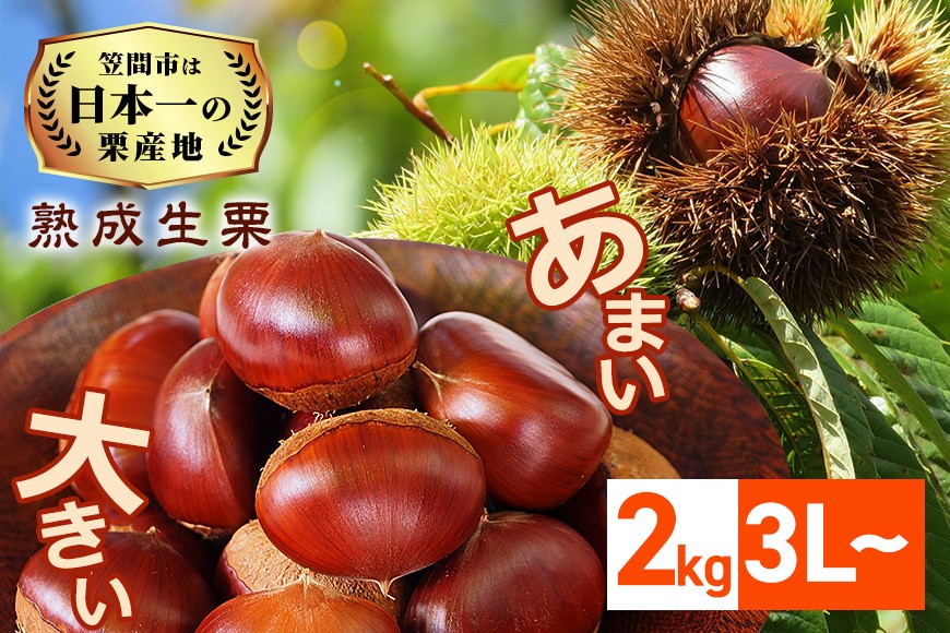 【2026年先行予約】 熟成 生栗 栗 2kg 3L 以上 特大 数量限定 国産 和栗 くり クリ スイーツ 果物 フルーツ 栗きんとん モンブラン 栗ご飯 栗ごはん 秋 旬 低温熟成 ギフト プレゼント 農産物直売所すわ 笠間市 栗生産量 日本一 茨城県 いばらき ＜11月以降順次発送予定＞