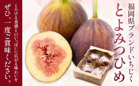 いちじく 無花果 とよみつひめ 約1.2kg 約300g × 4パック 南国フルーツ株式会社《8月上旬-10月末頃出荷》福岡県 小竹町 福岡県産 いちじく フルーツ 果物