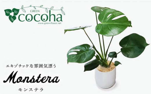 【お中元対象】モンステラ  糸島市 / cocoha [AWB018] 観葉植物 グリーン インテリア 室内母の日父の日ギフト
