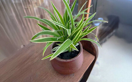 南国植物とやちむんのグリーンセット 観葉植物 エアープランツ インテリア 雑貨 小物 おしゃれ ナチュラル 沖縄市 / 草花屋ふれあい[BCDX001]