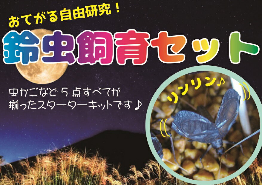 【ふるさと納税】 【自由研究に！！】秋の風物詩☆スズムシ飼育セット【2026年6月下旬〜 7月下旬ごろ発送】