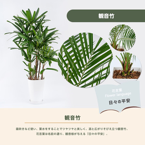 2026年1月中旬～発送【観葉植物】観音竹8号鉢 Green Base IB003-005 観葉植物 ※北海道・沖縄・離島配送不可