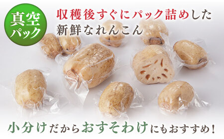 2026年7月～発送 真空パック 洗いれんこん 約1.5kg / れんこん 2026年産 [ICE002]