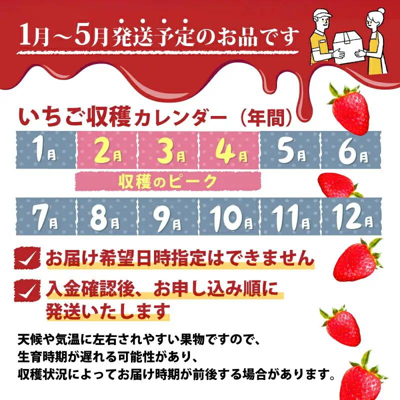 いちご 古都華いちご（250g×２P）【2027年1月～発送】 10-205