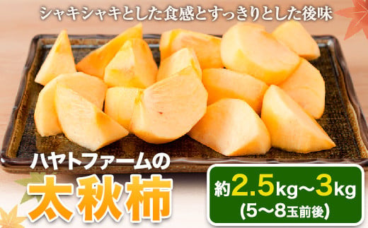 『ハヤトファーム』の太秋柿!  約2.5kg～3kg 5-8玉前後 《10月中旬-11月中旬頃出荷》  柿---sg_hayatokaki_q10_24_11000_3kg---