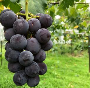 【訳あり・数量限定】 巨峰(種なし)約1kg 〔2024年8月上旬より順次発送〕