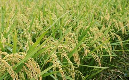 【令和7年産】福岡県産 夢つくし 無洗米 25kg お米 ご飯 米