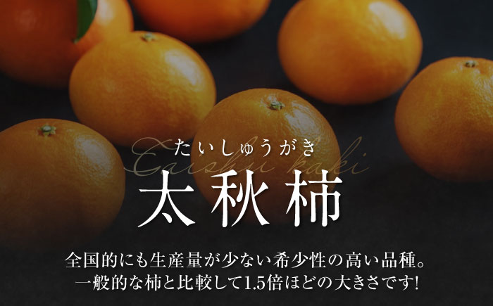 【先行予約】【10月上旬から順次発送】【期間・数量限定】柿の概念を超えたサクサク食感！愛媛県産 太秋柿 2Lサイズ 約3kg化粧箱入（12玉入り）かき カキ 柿 果物 フルーツ 愛媛県大洲市/愛媛たい