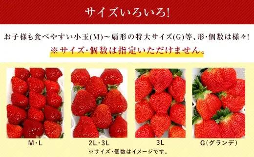 【特別栽培／有機質肥料／アフター保証】うるう農園 あまおう サイズ色々 4パック （約1140g）【2026年12月上旬～2027年1月下旬発送予定】 いちご イチゴ 苺 フルーツ 果物