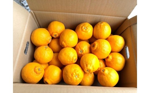 まちなが家族農園の小さな不知火 （しらぬい） 4.5kg 【2026年4月下旬～5月下旬まで順次発送予定】 みかん ミカン 蜜柑 柑橘 たらみかん 太良みかん 温州みかん 完熟みかん 不知火 しらぬい デコポン でこぽん 国産 佐賀県産 太良町 こだわり 産地直送 贈答品 詰め合わせ 甘熟 極甘 佐賀県 太良町 L62x1