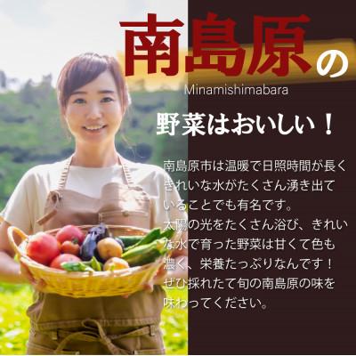 ふるさと納税 南島原市 旬な野菜を出荷します!おまかせ新鮮野菜15種類セット |  | 01