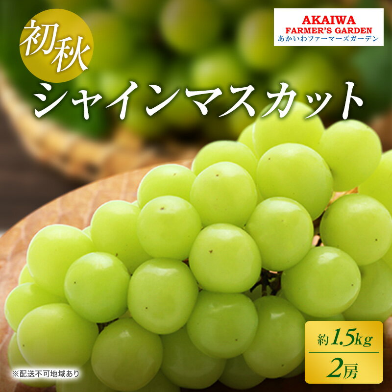 【ふるさと納税】ぶどう 2026年 先行予約 シャインマスカット 約1.5kg 2房 初秋 葡萄 岡山県 赤磐市産 フルーツ 果物 あかいわファーマーズガーデン 果物類　お届け：2026年8月下旬～2026年9月上旬