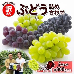 訳あり ぶどう 房 2種以上 食べ比べセット 2パック(計800g以上) 中野市 信州丸幸農園【配送不可地域：離島・沖縄県】【1525235】