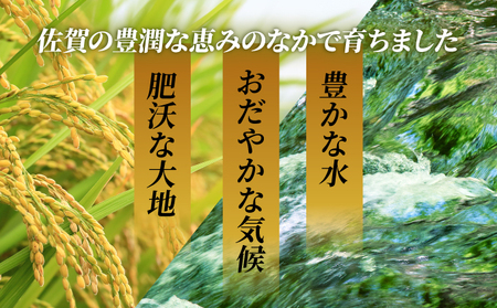 《2026年9月発送》令和7年産 さがびより 佐賀県産（精米）20kg