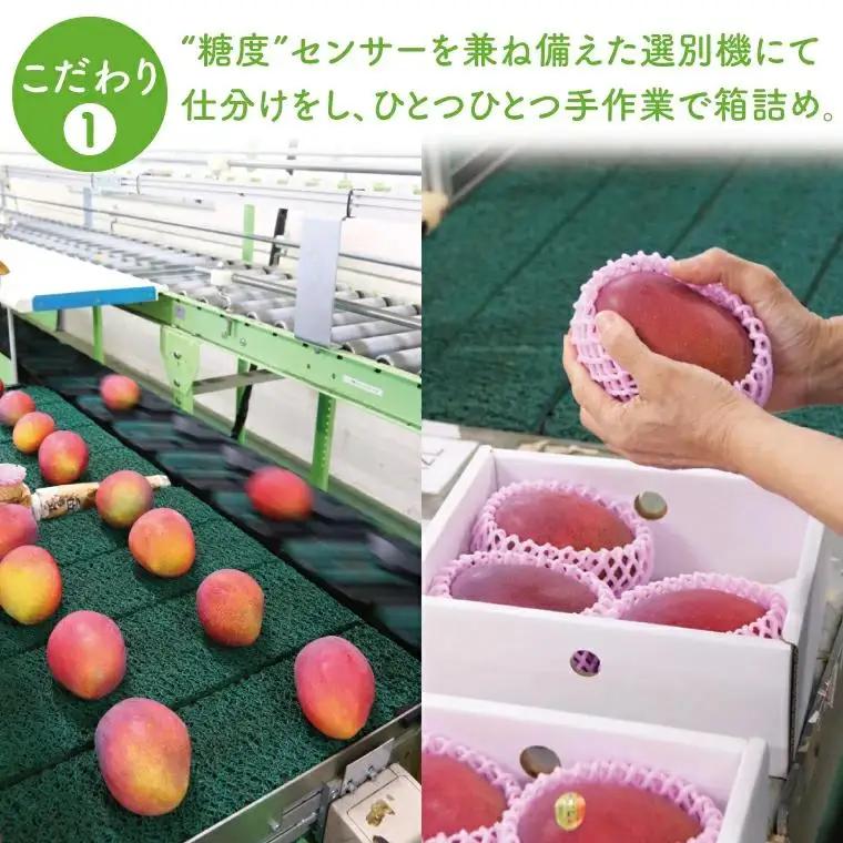 【先行受付】【2027年発送】豊見城産キーツマンゴー約2kg（化粧） AE015
