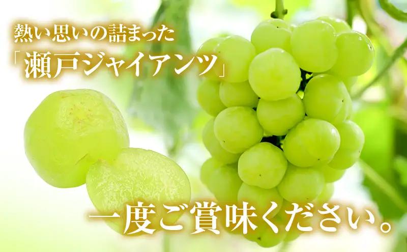 瀬戸ジャイアンツ 岡山県産 瀬戸ジャイアンツ【約2kg 3〜5房】【先行予約】