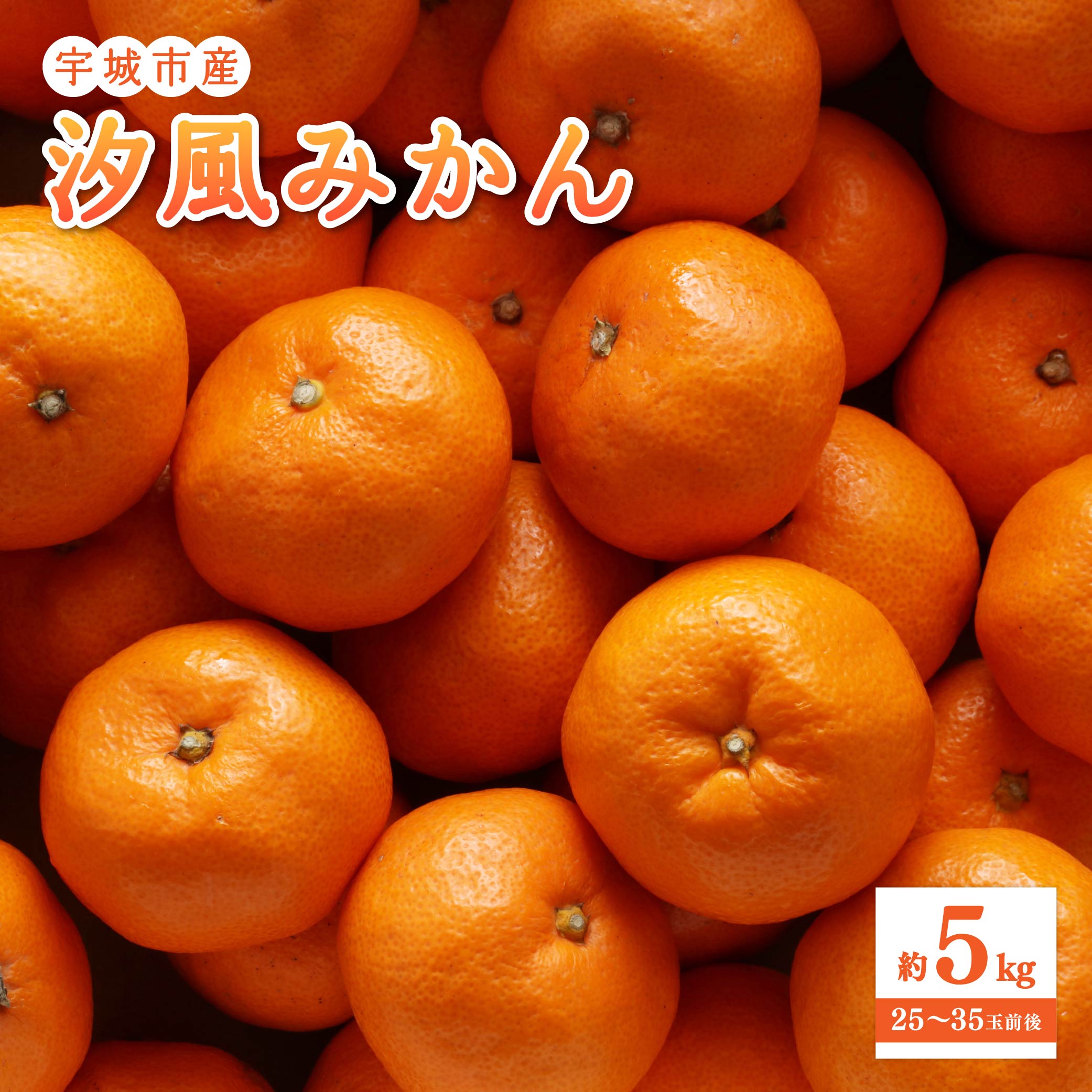 【ふるさと納税】 汐風 みかん 約5kg (25-35玉前後) 【2025年11月上旬から2026年1月下旬発送予定】 みかん ミカン 蜜柑 柑橘 フルーツ 果物 くだもの 熊本県産 九州産 国産 送料無料 のむちゃん農園