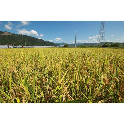ふるさと納税 安芸市 【毎月定期便】12ヵ月連続でお届け!「にこまる」定期便 10kg 全12回 |  | 02