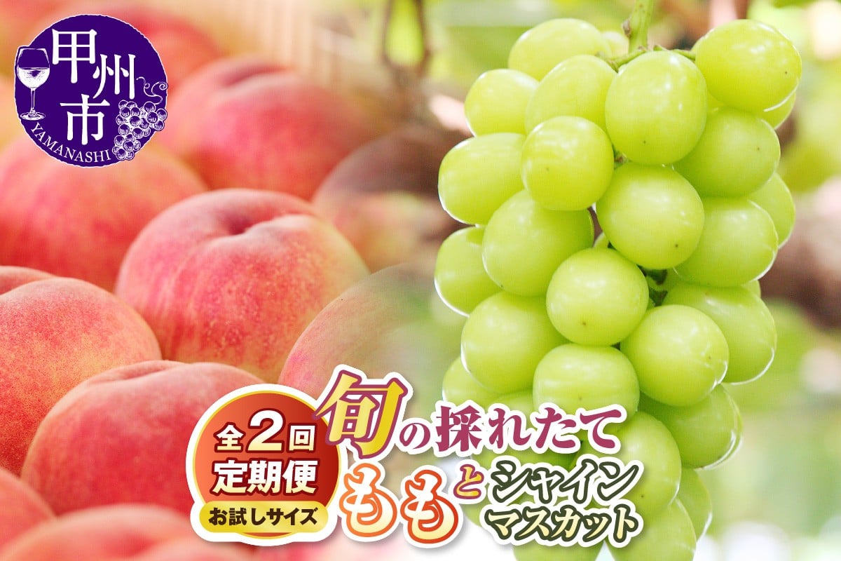 
                  【定期便】【お試しサイズ】旬の採れたて2回定期便（桃・シャインマスカット）【2026年発送】（HO）B14-1410 【桃 もも モモ シャインマスカット 葡萄 ぶどう ブドウ 令和7年発送 令和8年発送 期間限定 山梨県産 甲州市 フルーツ 果物】
                