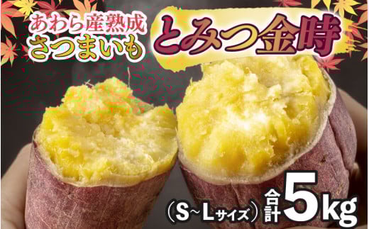 【先行予約】さつまいも とみつ金時 5kg（S～Lサイズ）あわら産 熟成 ／ 焼き芋 スイートポテト 農家直送 期間限定  野菜 常備【2025年9月上旬以降順次発送予定】 [aw041-a001]