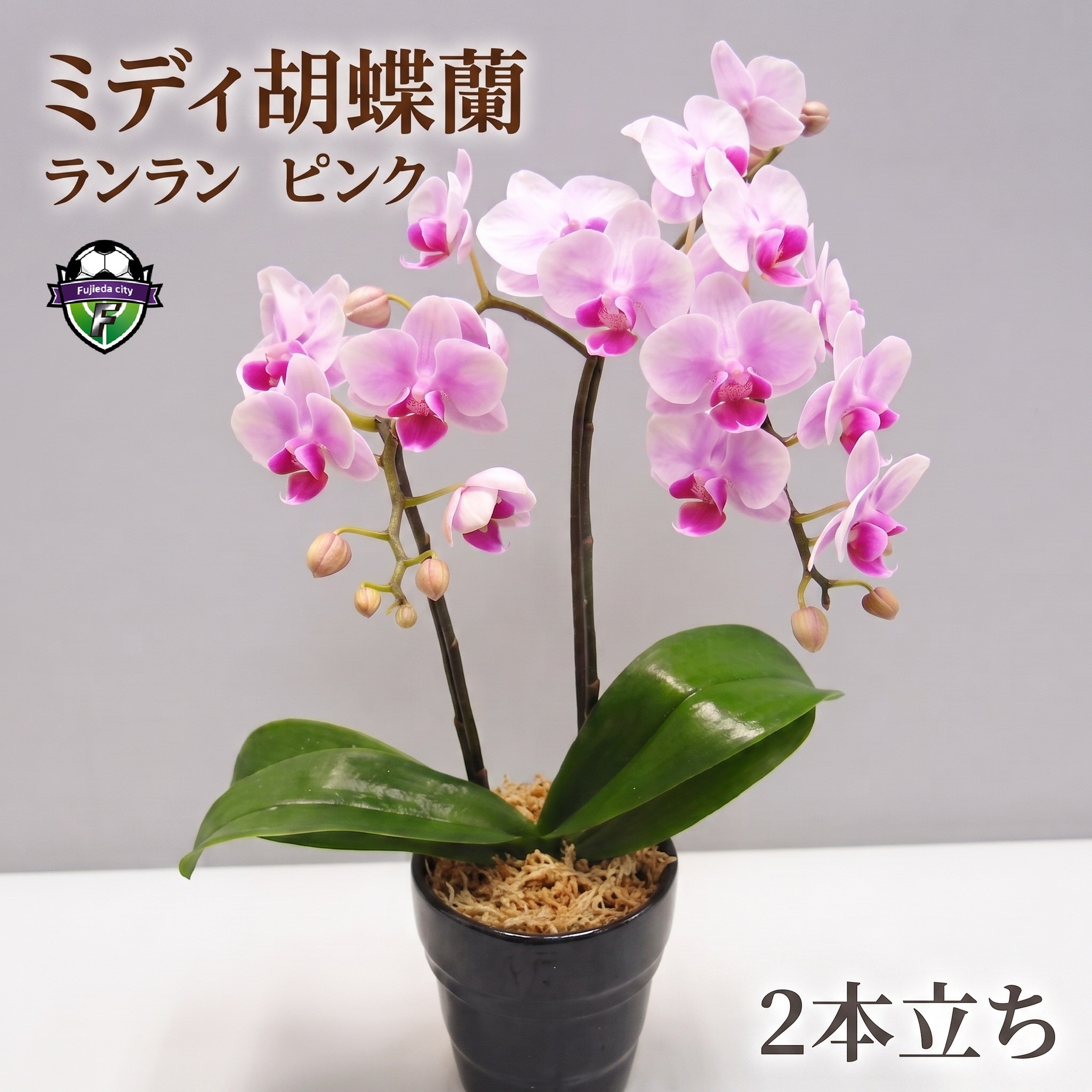 
                  花 ミディ 胡蝶蘭 2本立て ピンク 鉢植え お花 ガーデニング ランラン 植物 ギフト コチョウラン 贈り物 お祝い ピンク お祝い  [4565486]
                
