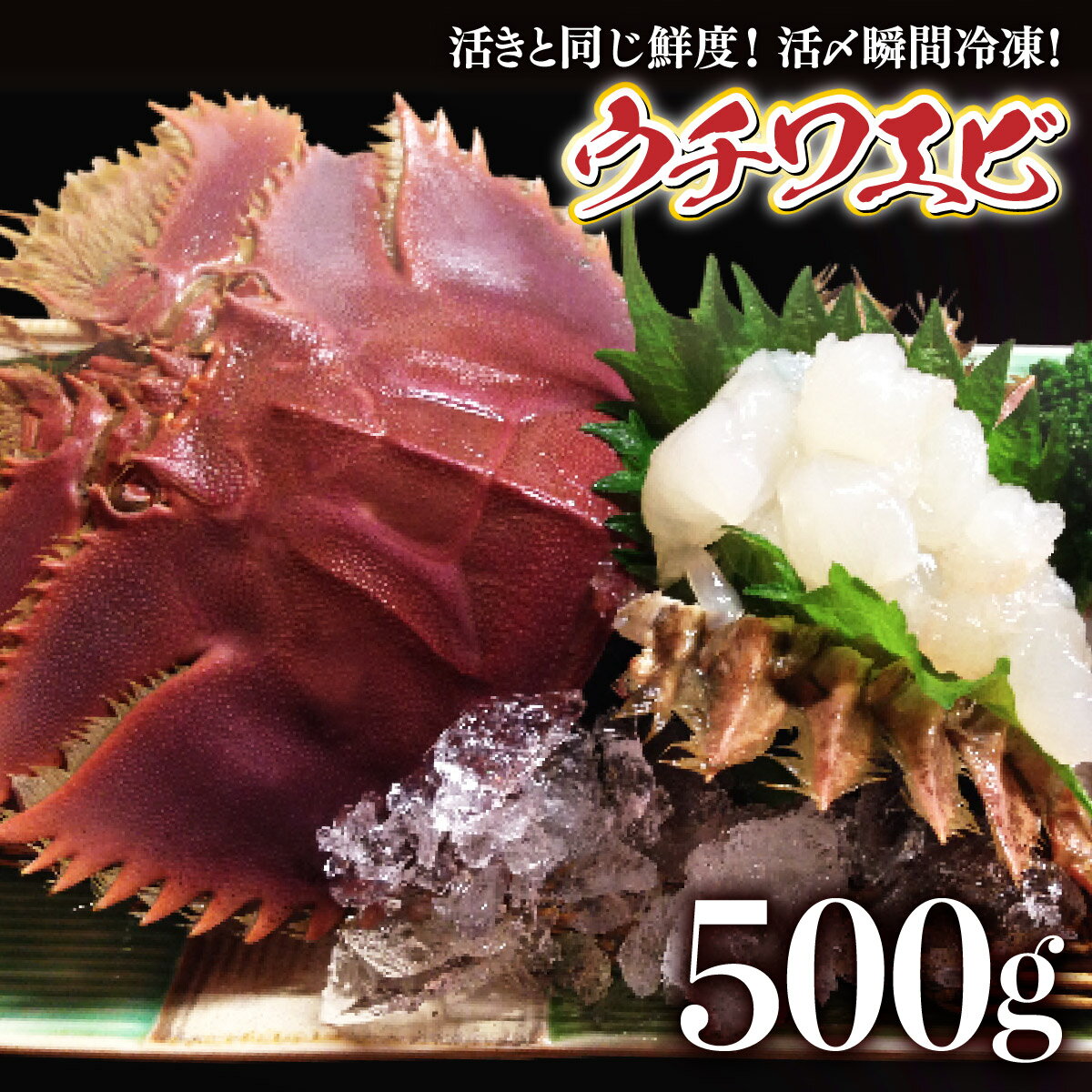 【ふるさと納税】活〆ウチワエビ3~5匹 500gセット＜数量限定＞ 国産 東洋町産 セット うちわえび 新鮮 海鮮 高知県 東洋町 四国 お取り寄せ 送料無料 S-211