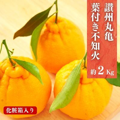 【ふるさと納税】 【4月発送】 デコポン 不知火 約2kg 化粧箱 柑橘 みかん 蜜柑 オレンジ くだもの 果物 フルーツ ジュース ゼリー スイーツ 贈答用 ギフト おすすめ 高級 期間限定 先行予約 グルメ 香川県 丸亀市
